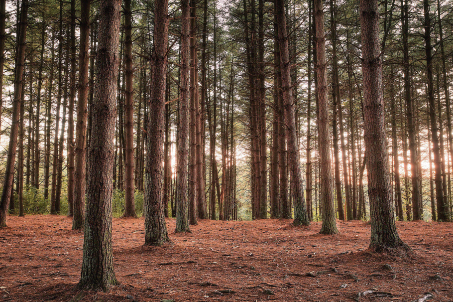 Елово Сосновый лес