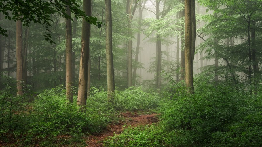 Темнохвойная Пихтовая Тайга Сибирь