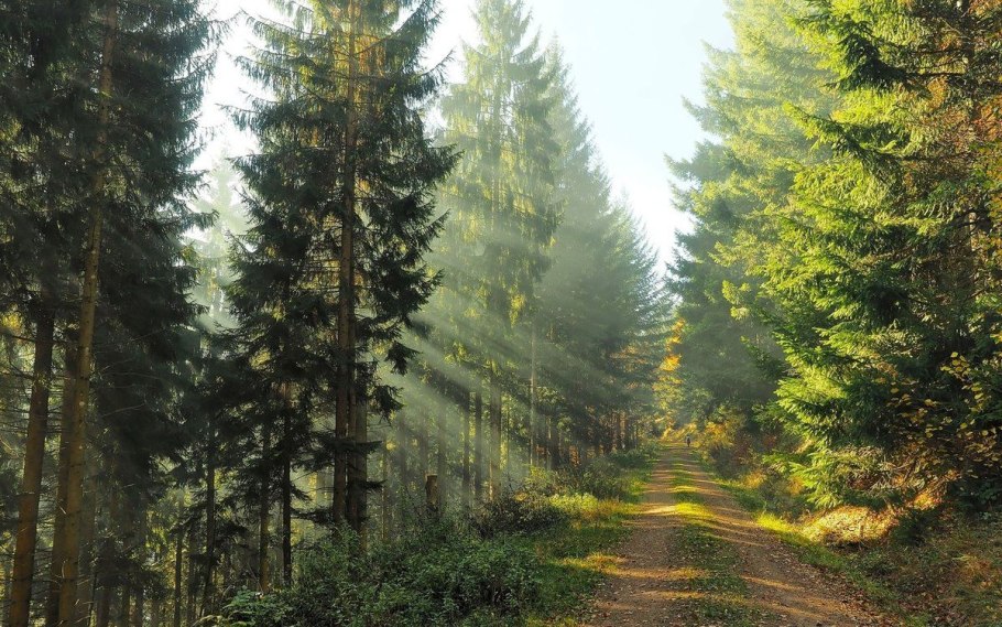 Парк Форест Сосновый