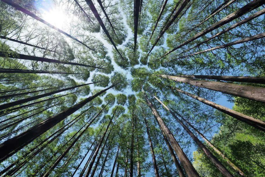 Байкальский заповедник Кедровый лес