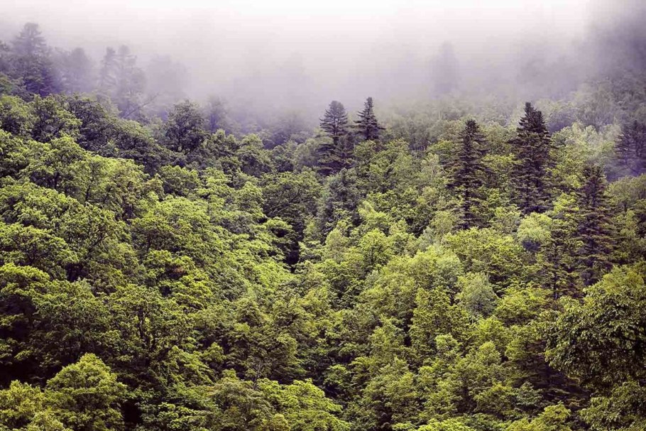 Обои лес горы