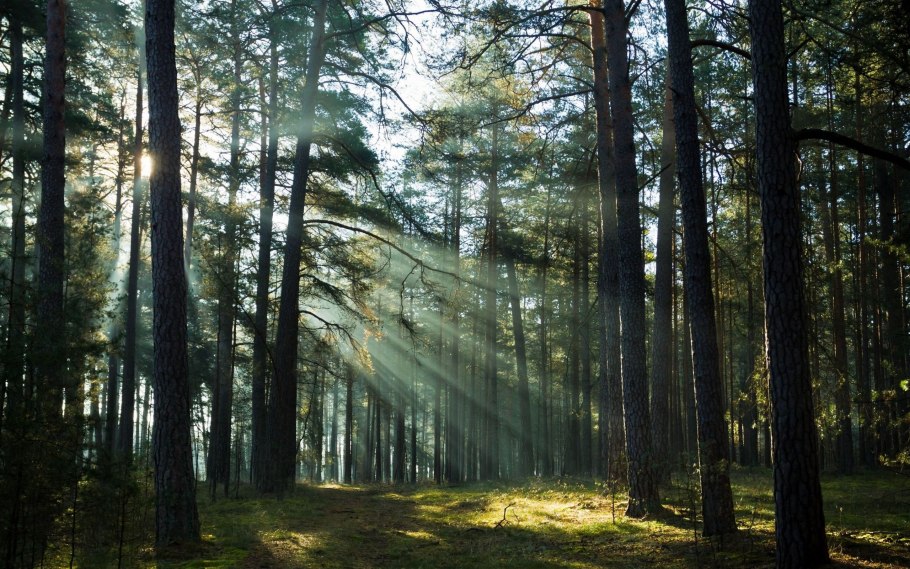 Деревья кислород