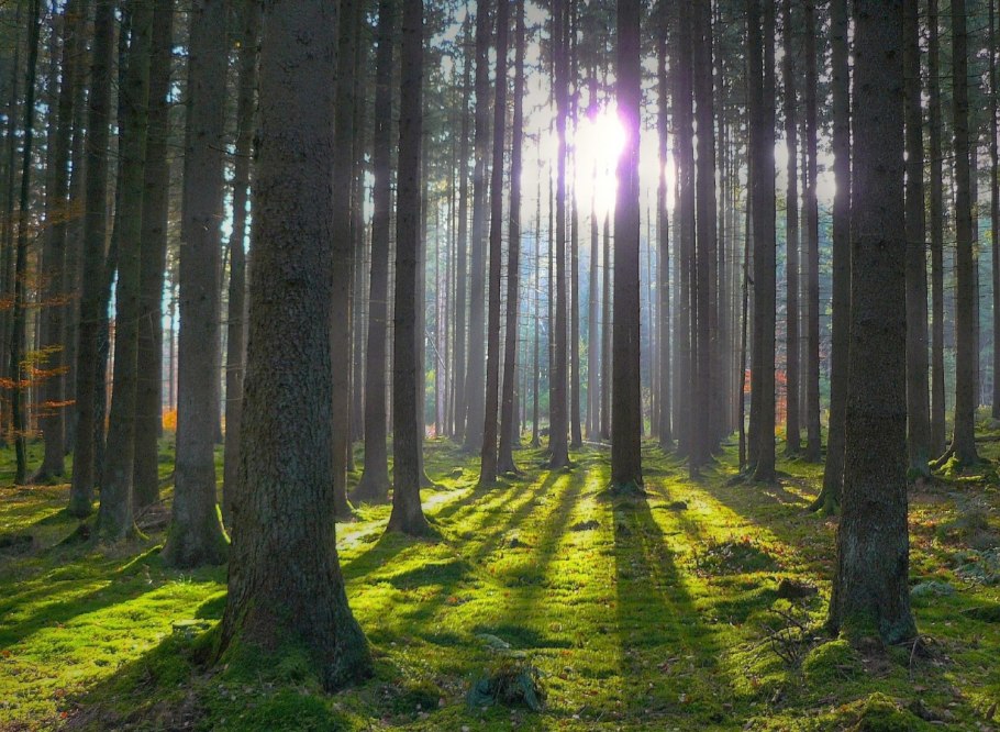 Лес панорама