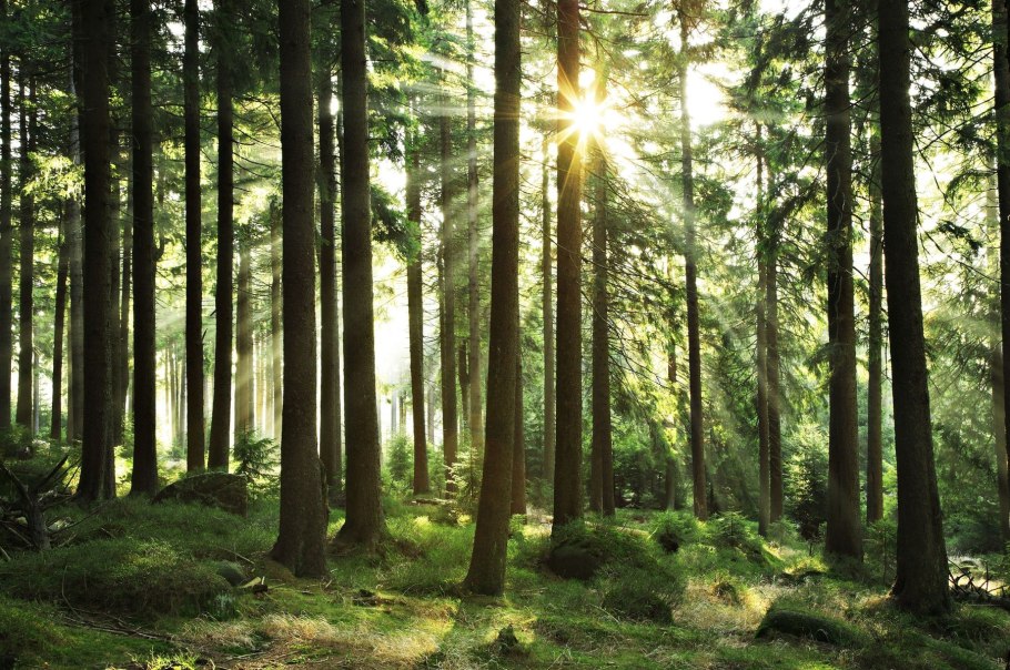 Сосновый лес Шишкин