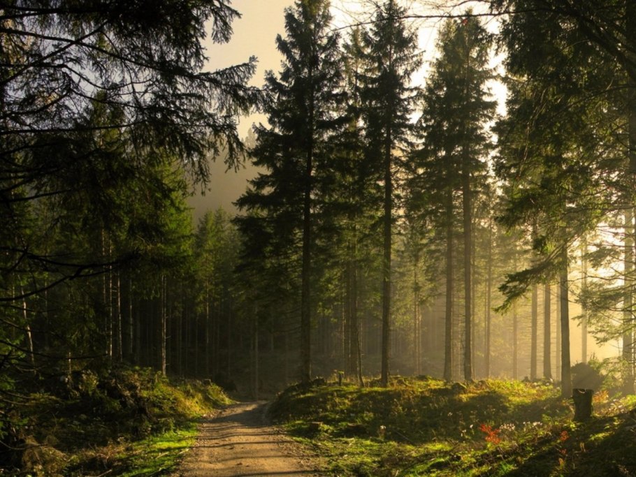 Сосновый Бор и еловый Бор