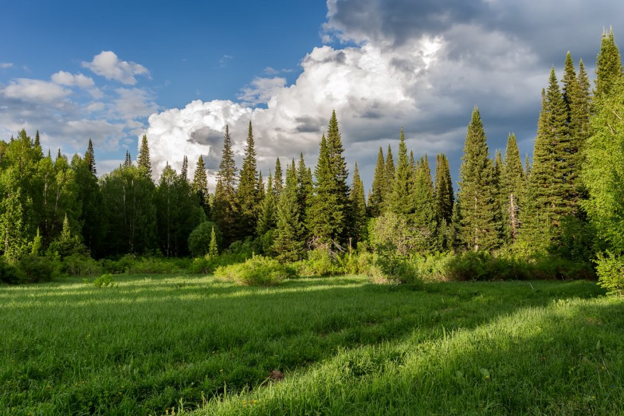 Еловый лес солнце