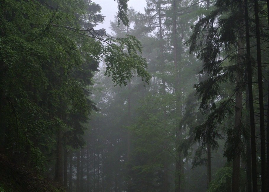 Сосновый лес