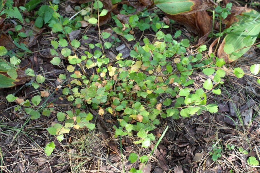Береза Нана Голден Треже
