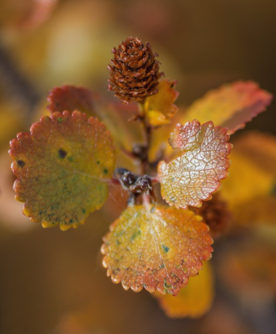 Береза Нана Голден Треже