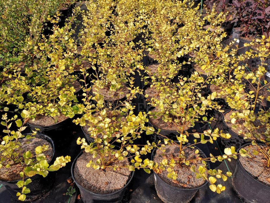 Береза Нана Betula Nana