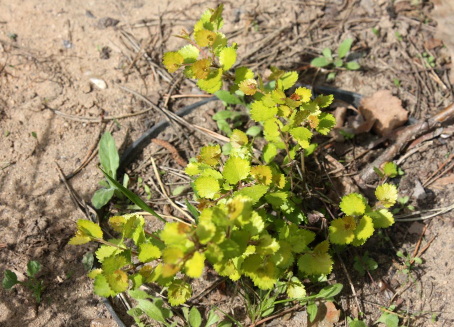 Береза Нана Голден Треже