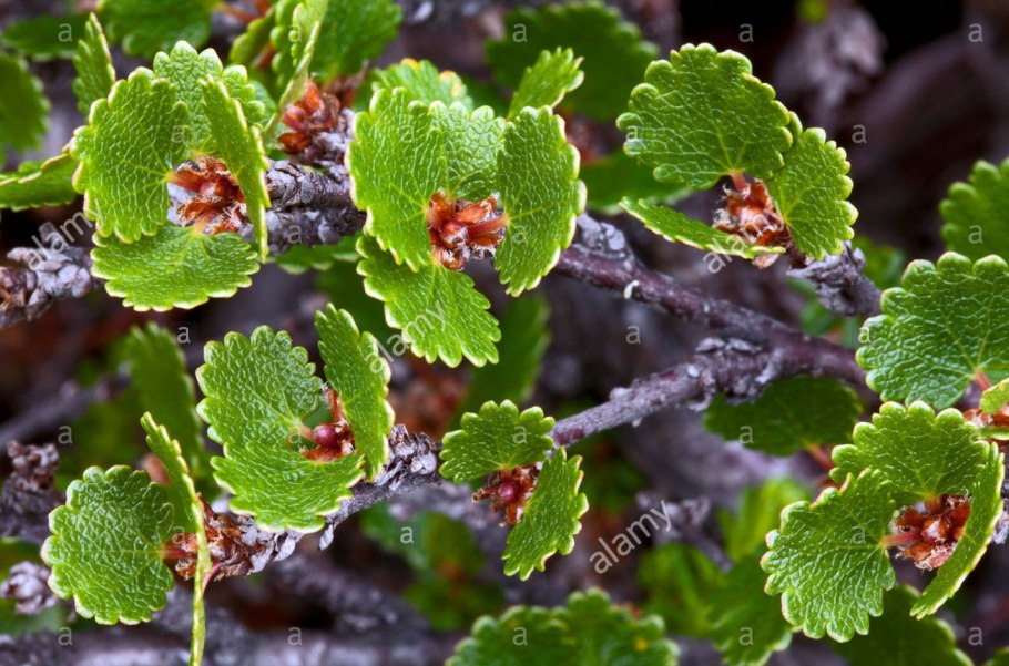 Береза карликовая Мурманская