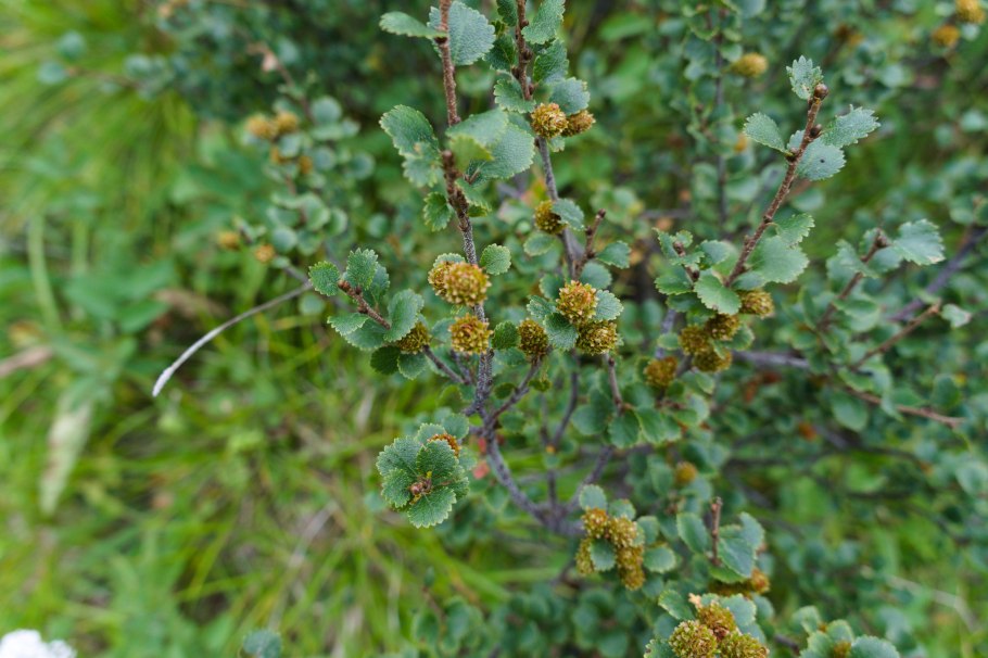 Береза карликовая Betula Nana