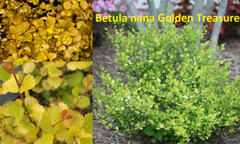 Береза Betula Nana Golden Treasure