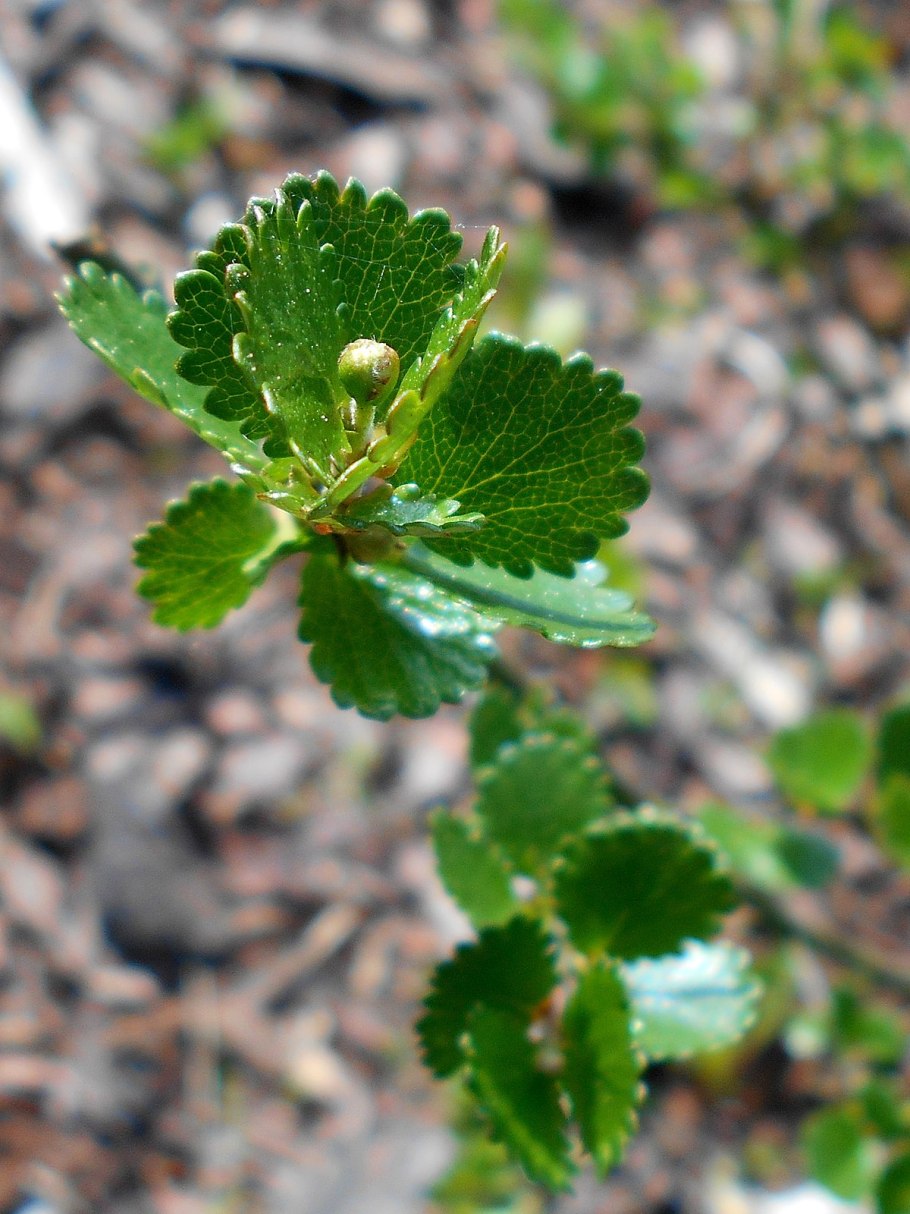 Береза карликовая Betula Nana