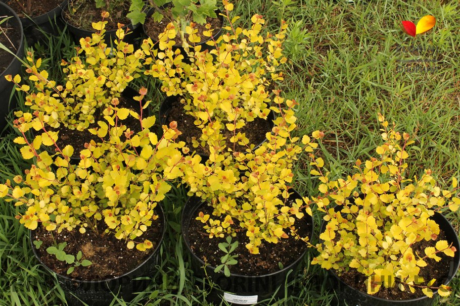 Береза Нана Голден Треже