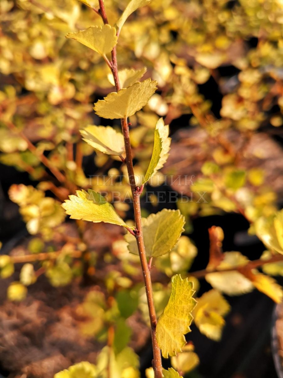 Betula Nana Golden Dream