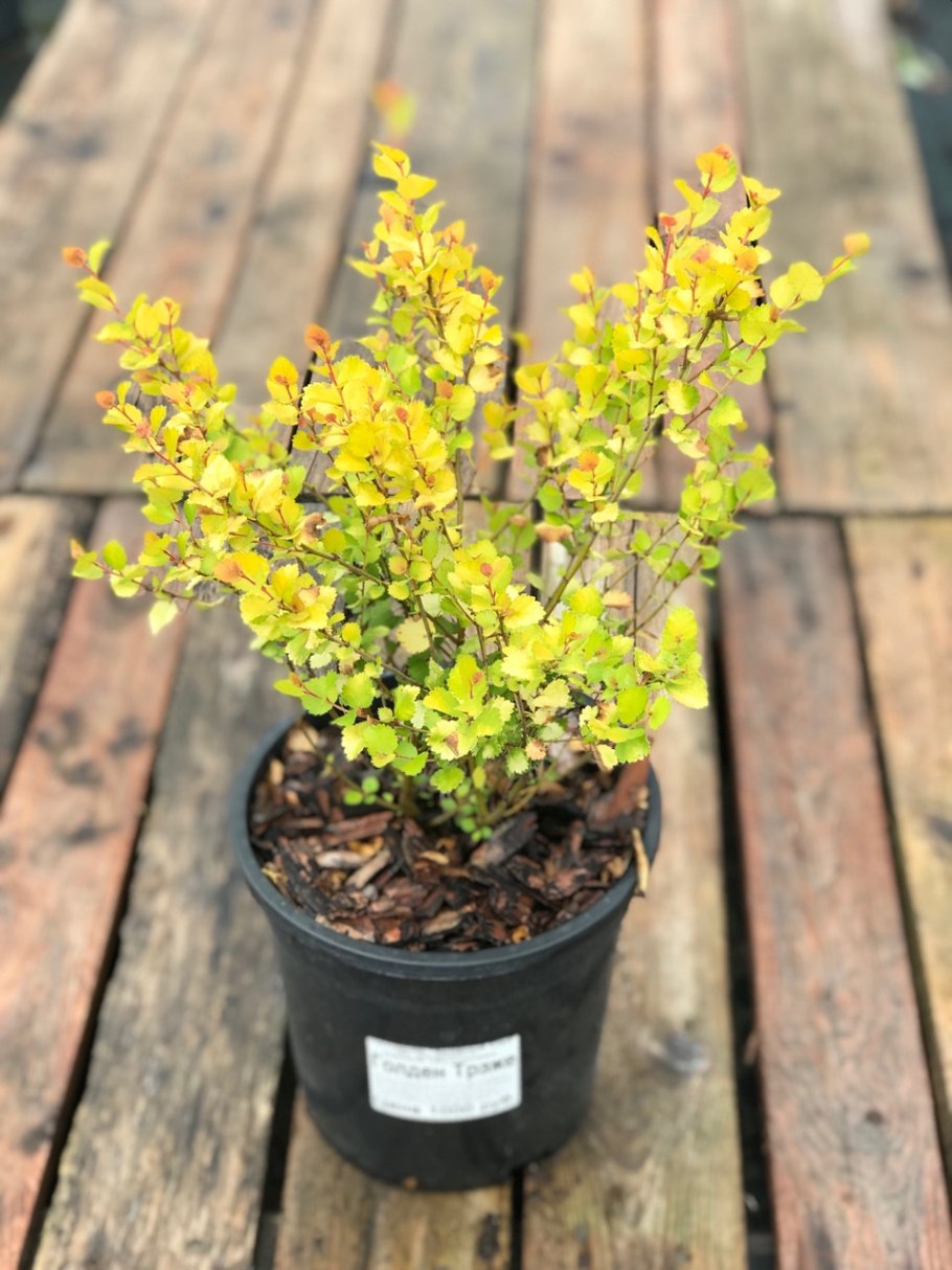 Betula Nana Golden Treasure