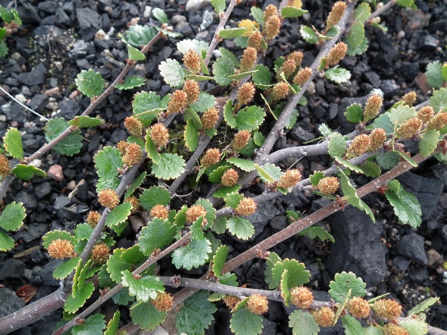 Берёза карликовая Голден Дрим