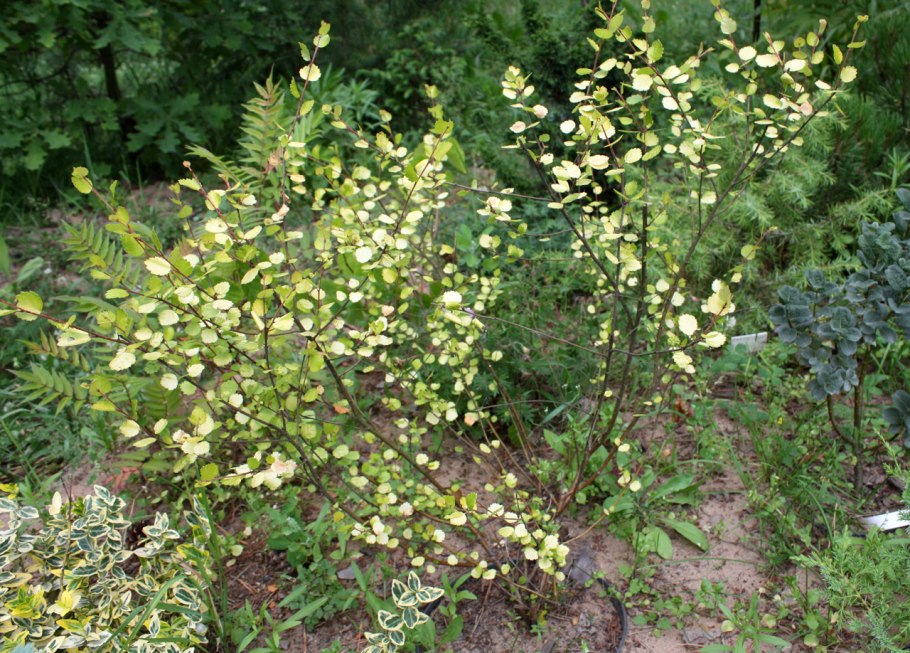 Берёза карликовая Голден Дрим