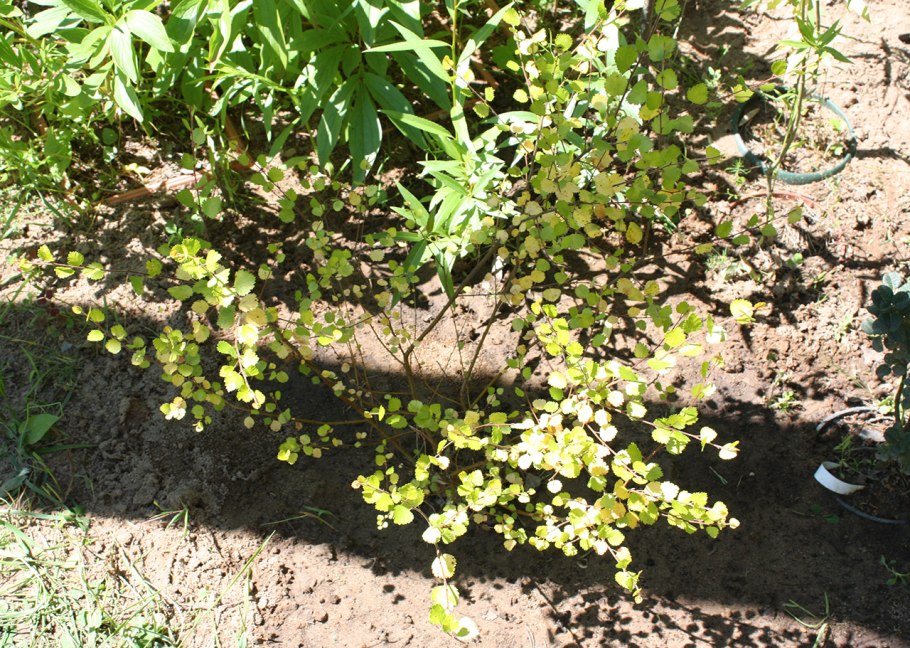 Карликовая береза для дома