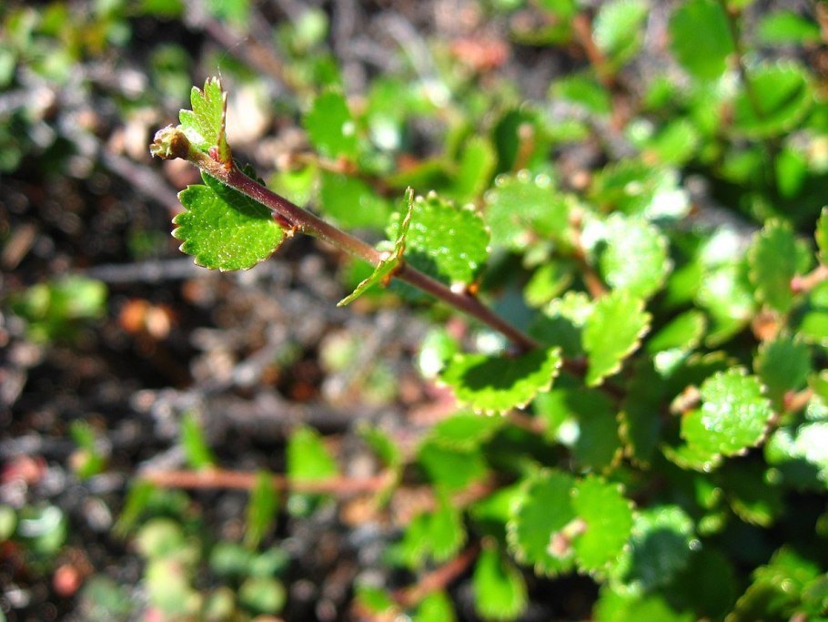 Береза карликовая Betula Nana