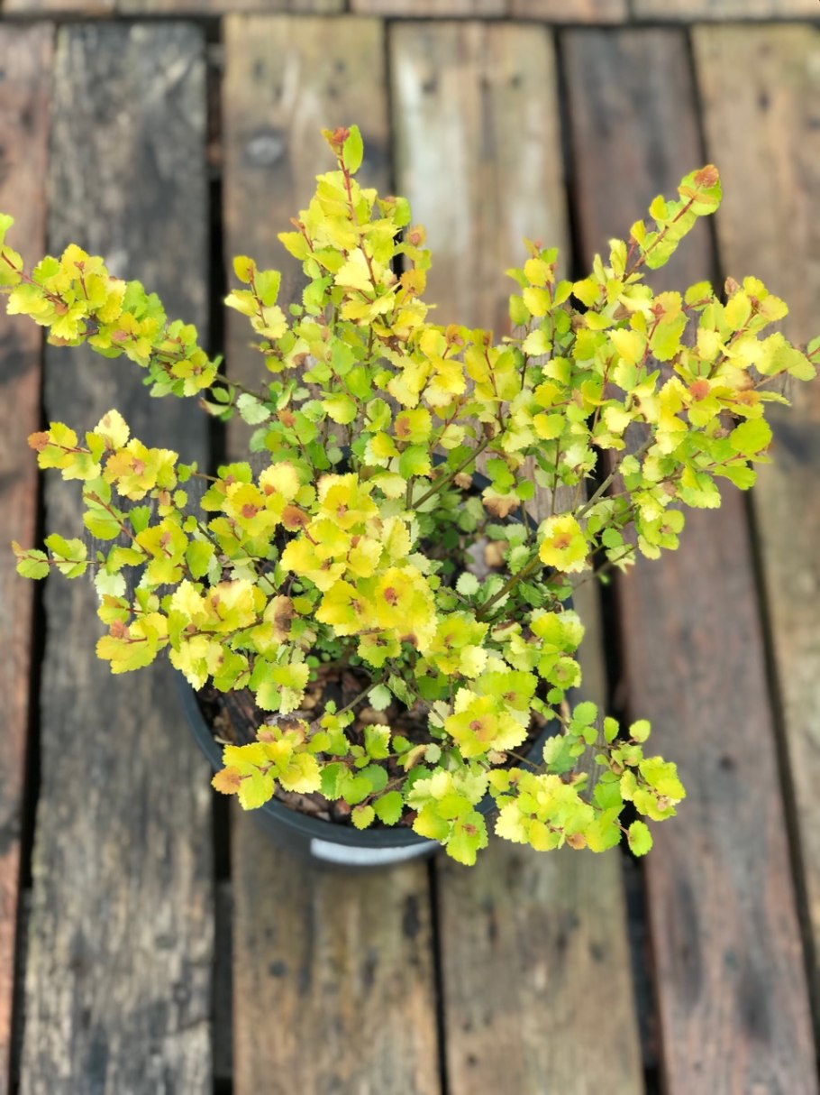 Береза нана голден треже