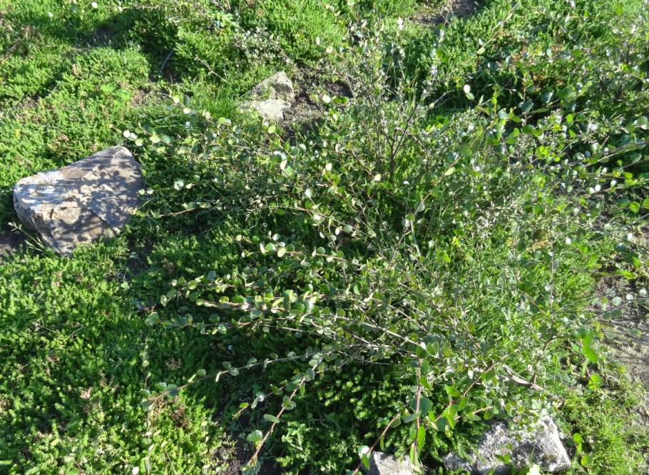 Береза карликовая голден треже