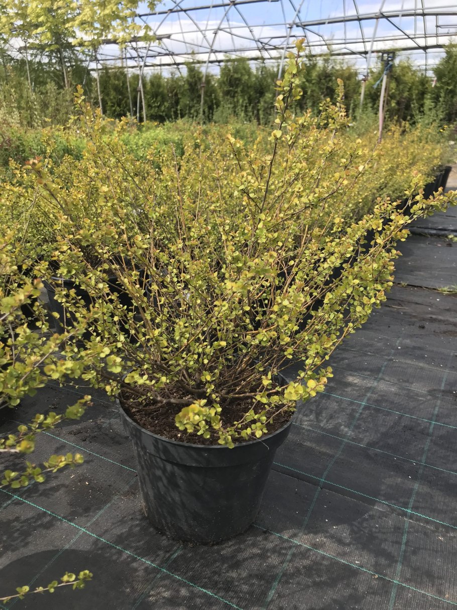 Берёза повислая Голден Клауд