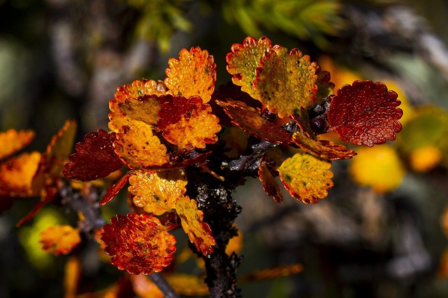 Береза Нана Голден Треже
