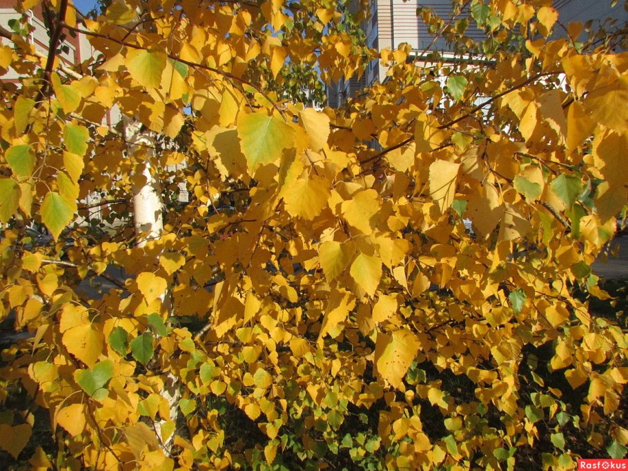 Береза голден треже