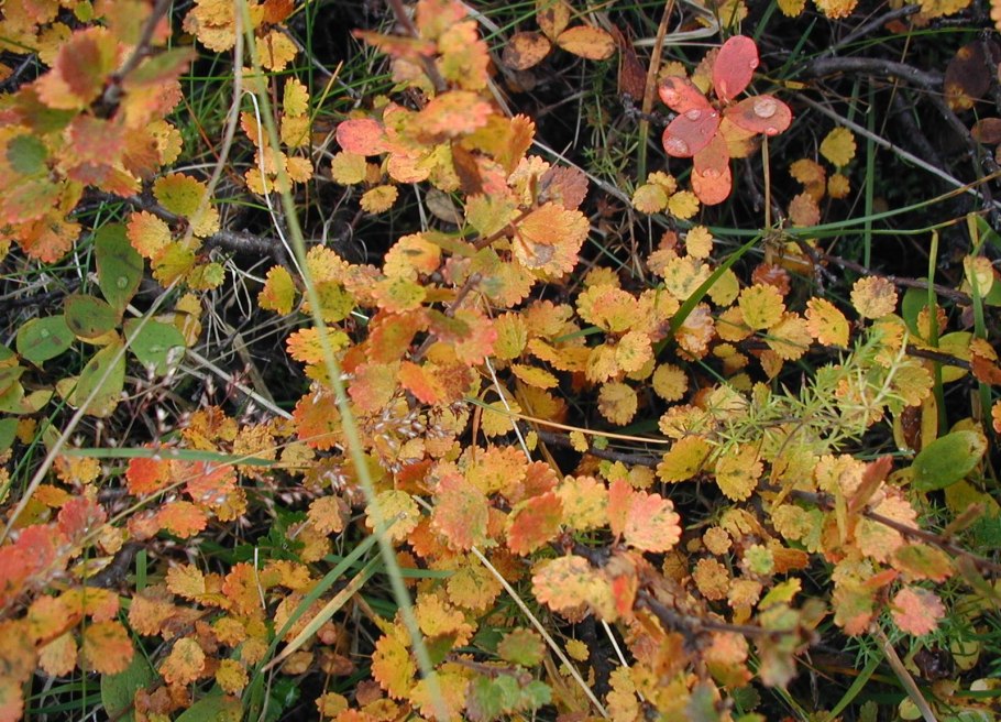 Береза карликовая голден треже