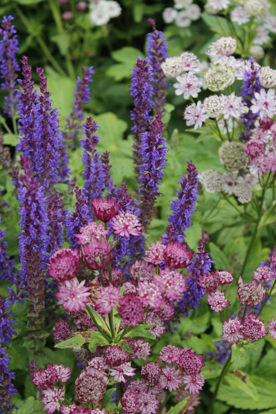 Астранция и шалфей Дубравный!