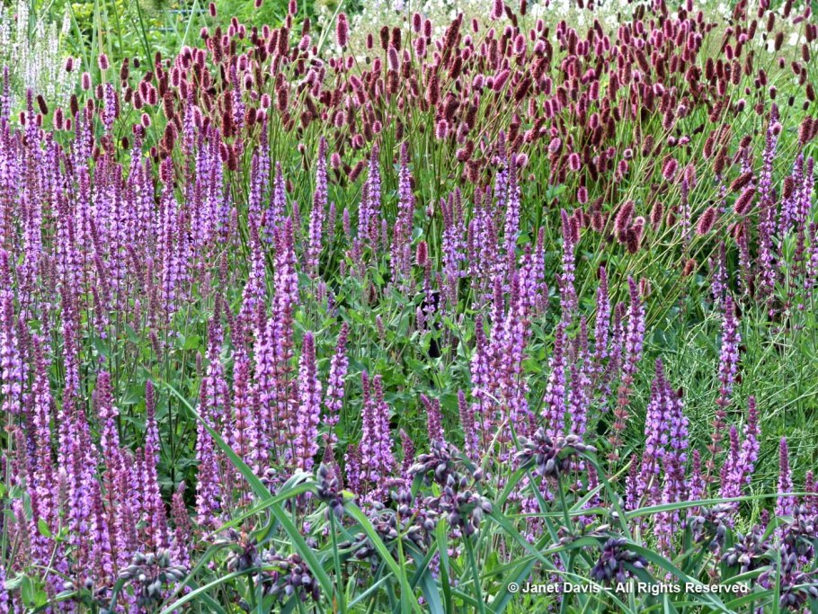 Salvia nemorosa Amethyst