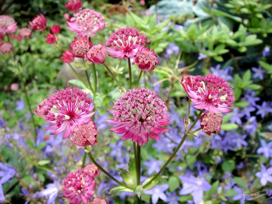 Астранция Розеа