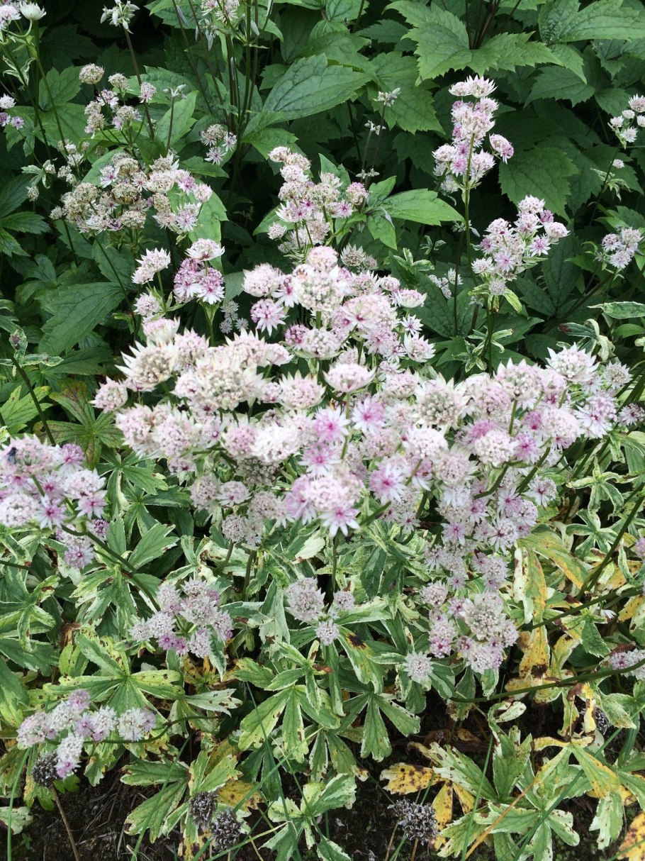 Астранция Созвездие