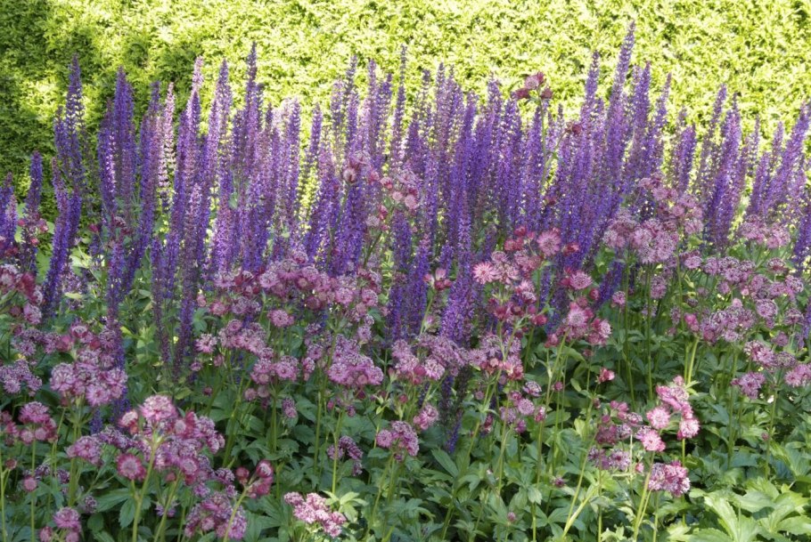 Ландшафт Астранция, кариопсис, колокольчик, Вероника, шалфей