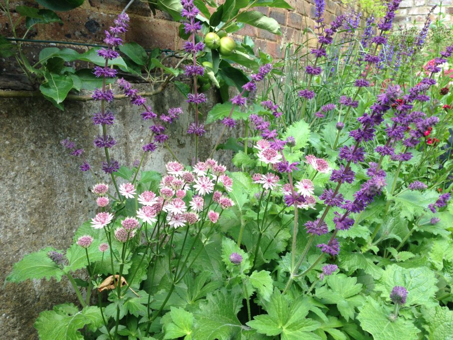 Цветник герань Астранция