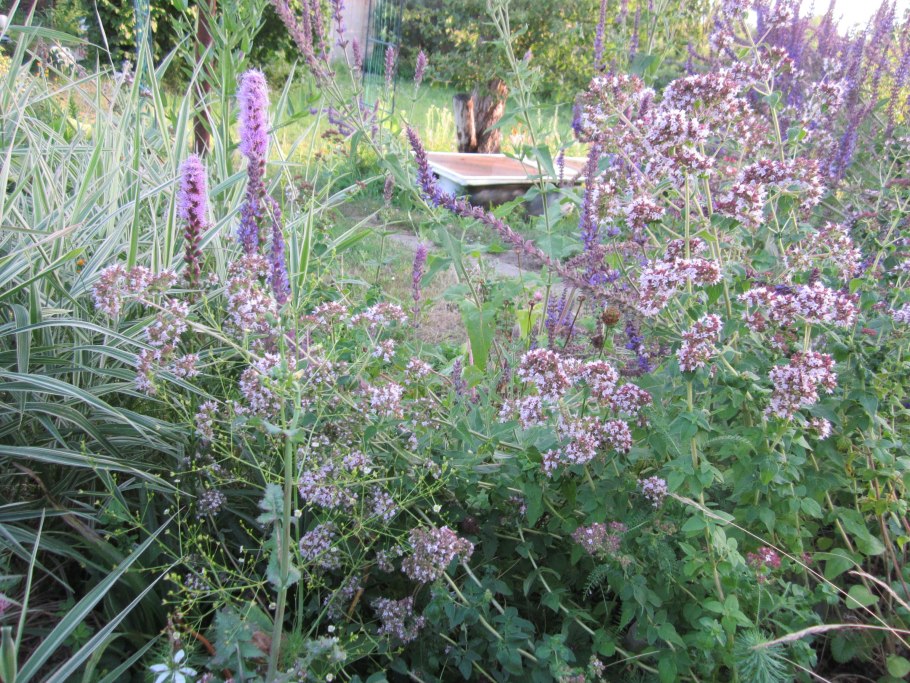 Астранция крупная "Алба"