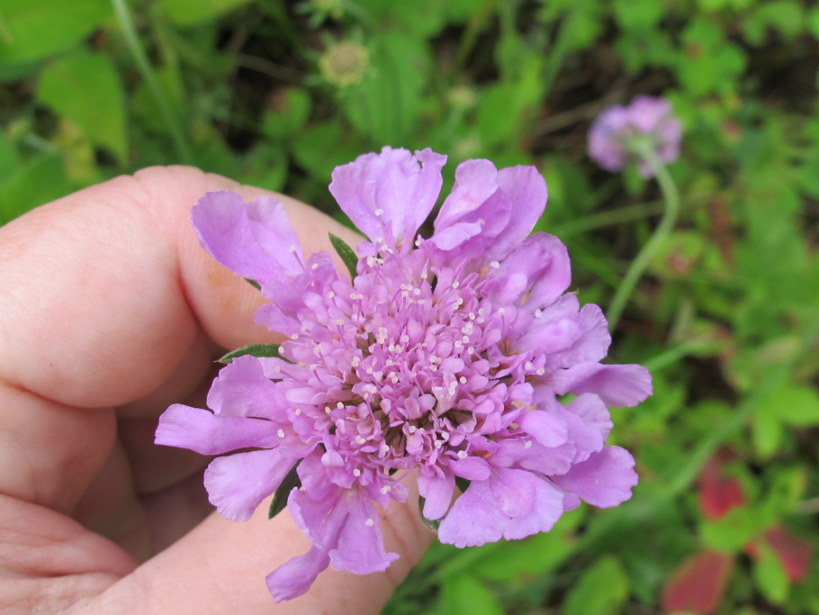 Скабиоза Кавказская Фама Вайт