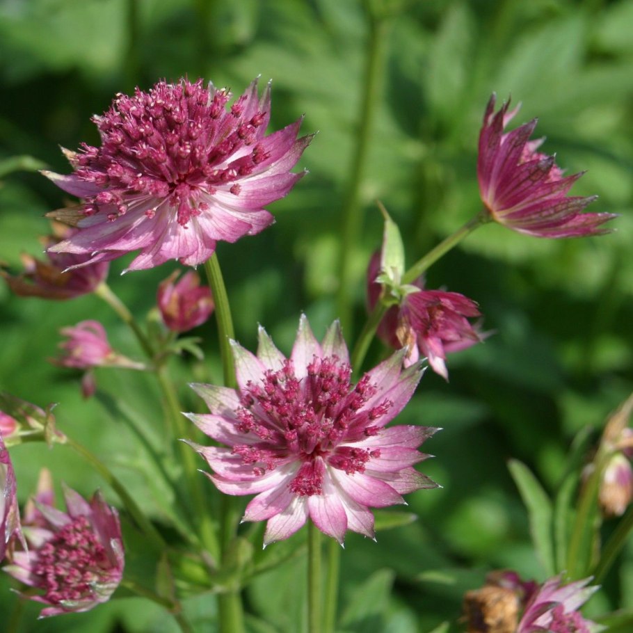 Астранция Розенсинфони крупная