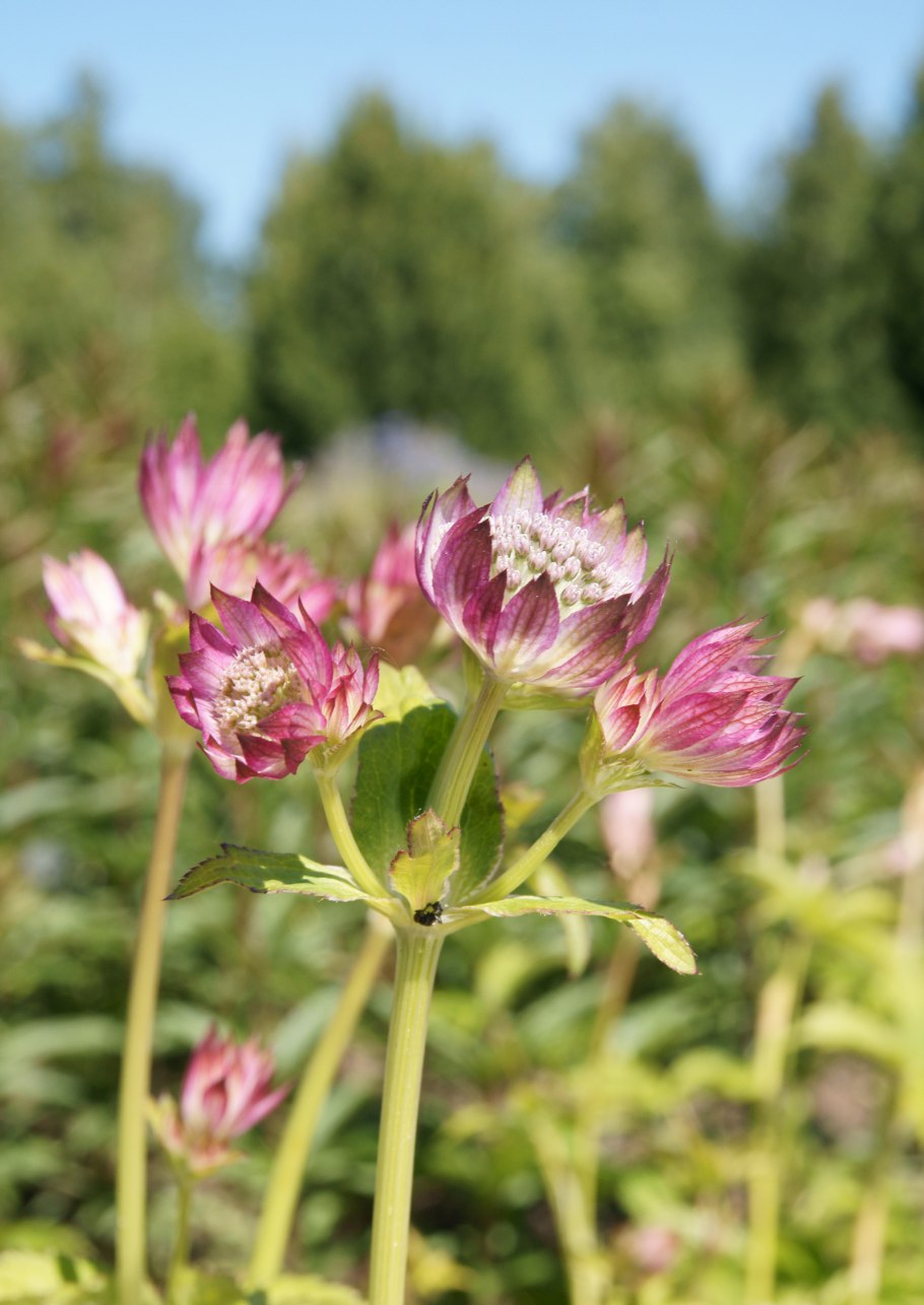 Астранция и гейхера