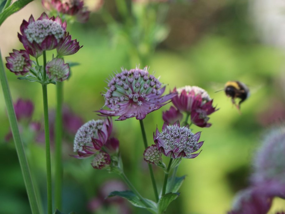 Астранция Major Rosensinfonie