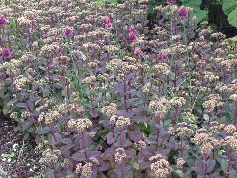 Очиток Видный пит Удольф