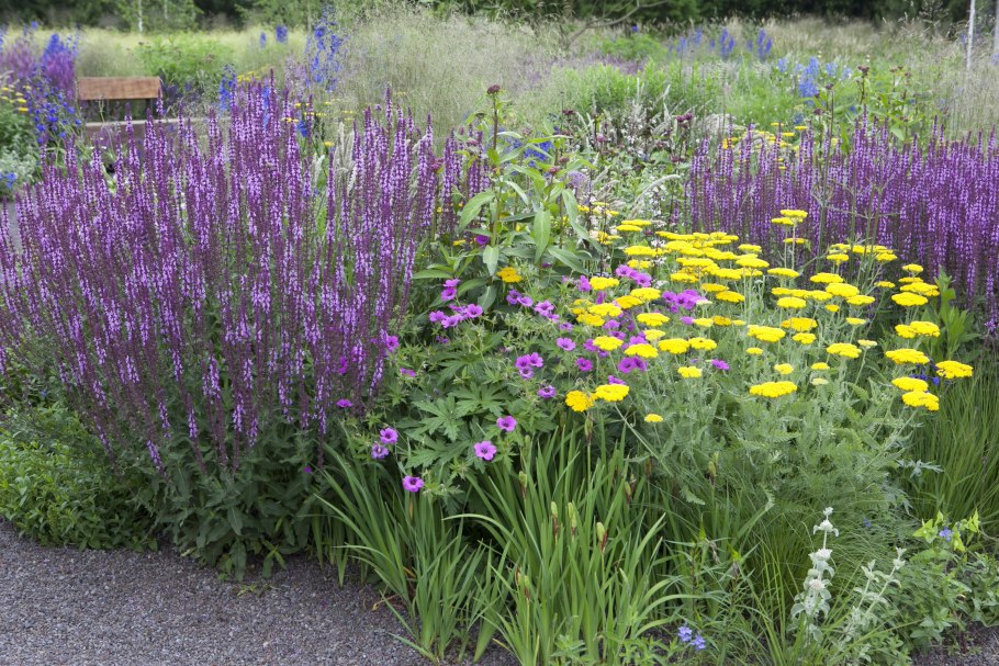 Шалфей Дубравный в цветнике