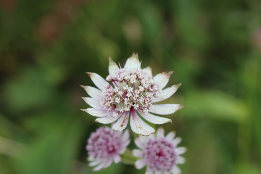 Астранция Эппл блоссом