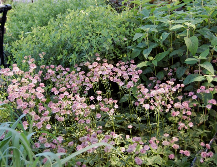Астранция пит Удольф