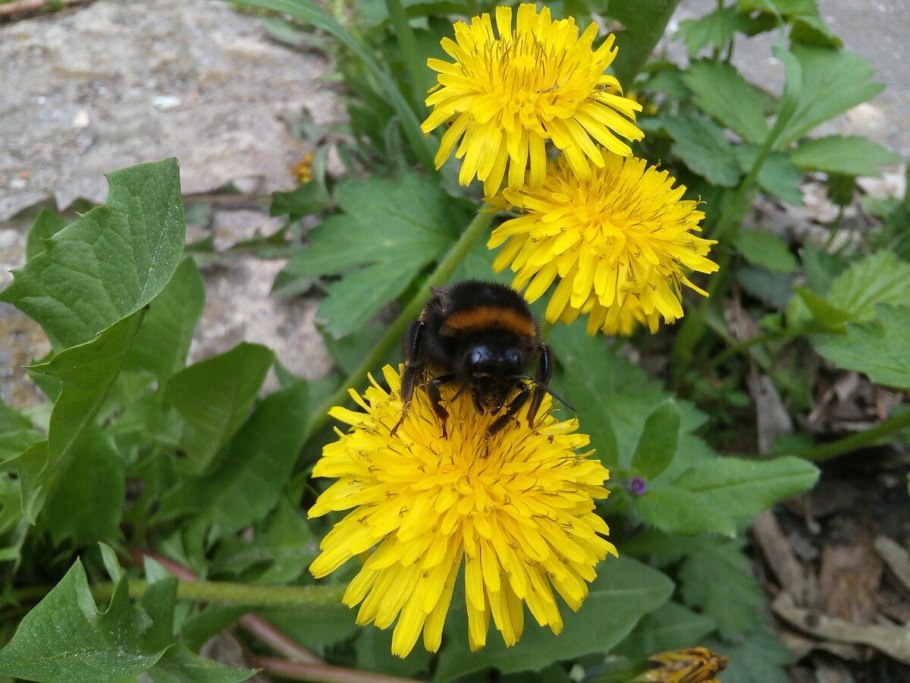 Шмель на одуванчике