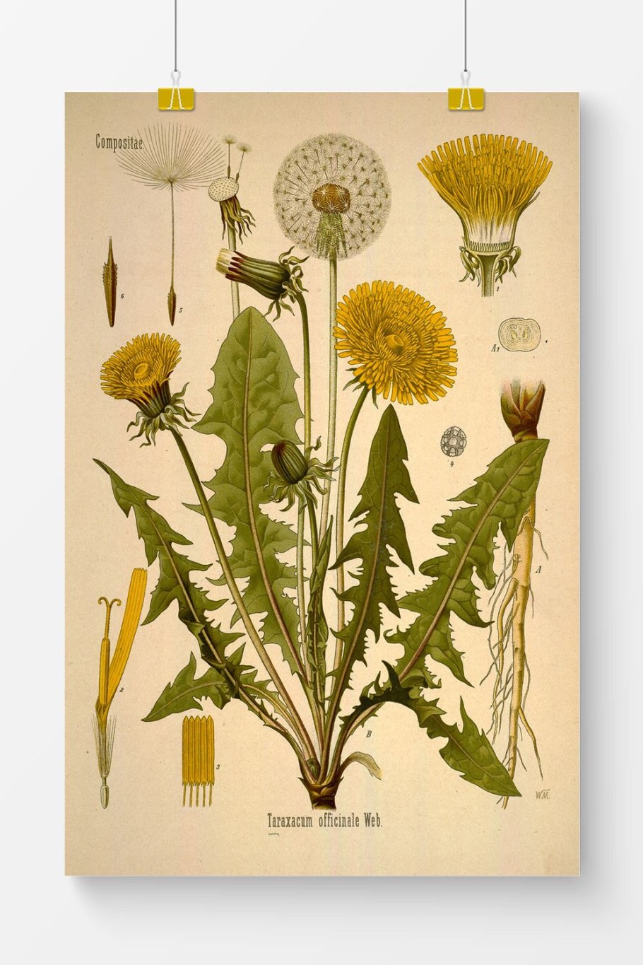 Модификационная изменчивость одуванчика