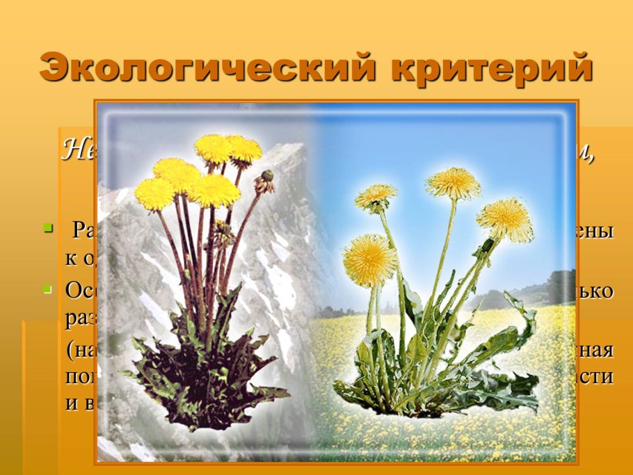 Taraxacum Continental